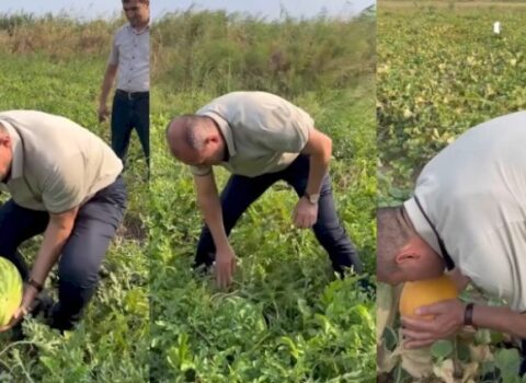 Deputat bostanda: Qarpıza gücü çatmadı – Maraqlı VİDEO