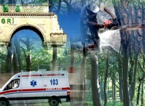 SON DƏQİQƏ: Qubada ağac meşə gözətçisinin üstünə düşdü – Ağır vəziyyətdə xəstəxanaya çatdırıldı