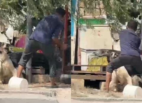 Küçədə iti baltaladı – Araşdırma aparılır – VİDEO