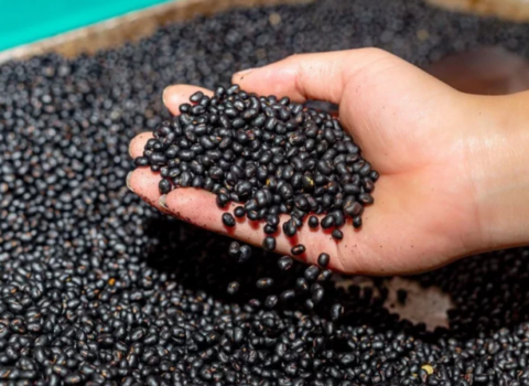 Sağlam arıqladır, güclü protein mənbəyidir