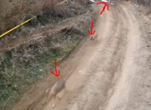 Azərbaycanda canavar sürüsü göründü – VİDEO