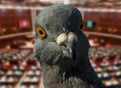 “Göyərçinləri yemləyənlər cərimələnsin” – Deputatdan təklif