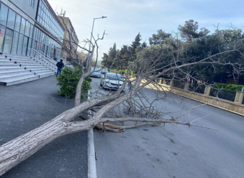 Güclü külək daha bir rayonda fəsadlar TÖRƏTDİ