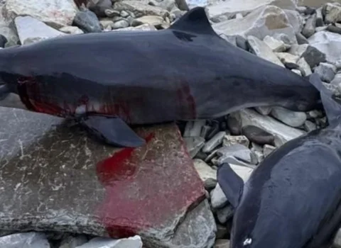 Mazutun dənizə dağılmasından sonra 60 delfin ölü tapıldı