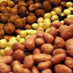 Rayonda kilosu 50 qəpik olan kartof şəhərdə niyə 1 manata satılır? – SƏBƏB BUDUR