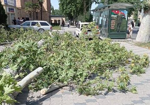 Külək Bakıda bir neçə yerdə ağac və budaqları sındırdı