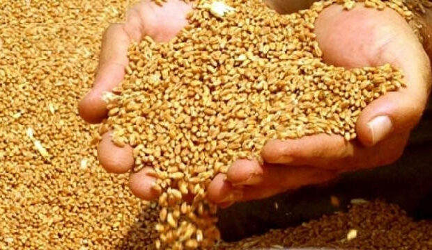 Buğdanın qiyməti artır: Azərbaycanda çörək bahalaşacaq?