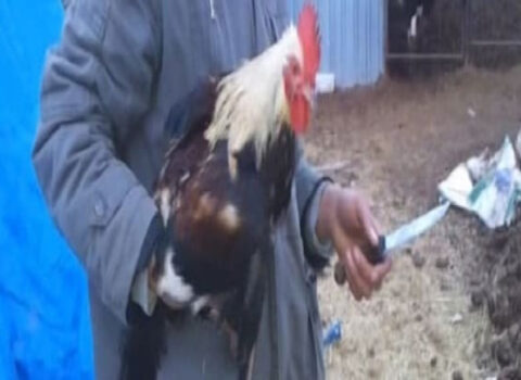 İftar üçün xoruz kəsən kişi faciəli şəkildə öldü