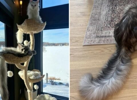 Bu pişik dünya rekordu qırdı – FOTO