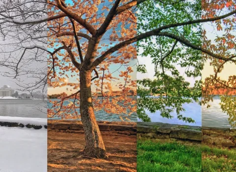 Azərbaycanda bu fəsil sıradan çıxır – Ekoloq