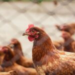 Azərbaycanda bu məhsullar yenidən bahalaşacaq – XƏBƏRDARLIQ