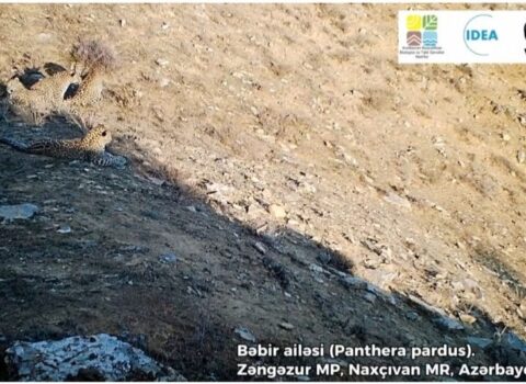 Zəngəzur Milli Parkında 5 bəbir görüntüləndi