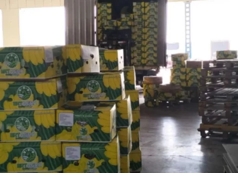Azərbaycana gətirilən 24 ton banan məhv edildi