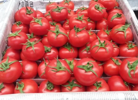 Bu ölkədən gətirilən pomidorlarda virus aşkarlandı
