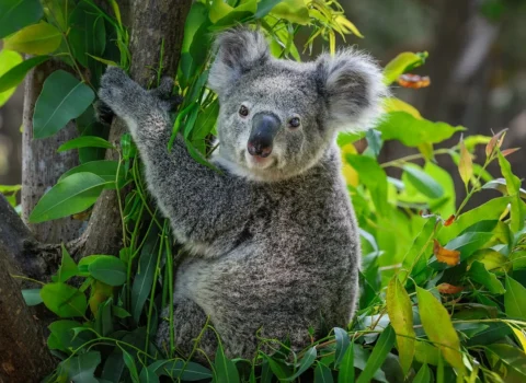 Avstraliyada yüzlərlə koala snayperlərlə öldürüldü – ŞOK SƏBƏB