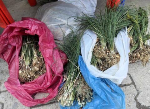Dağda bitir, kilosu 444 manatdır – FOTO