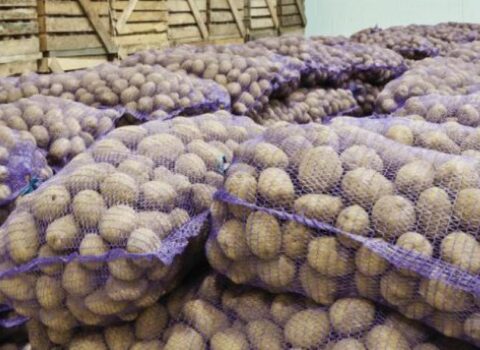 500 ton kartofun sahibi tapılmır – Gömrükdə çürüyür