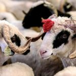 Qurban bayramı ərəfəsində heyvan bazarnda son vəziyyət – VİDEO