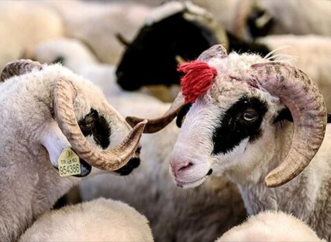 Qurban bayramı ərəfəsində heyvan bazarnda son vəziyyət – VİDEO