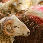 Qurban kəsmək istəyən 14 mindən çox insan xəstəxanalıq oldu
