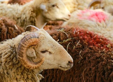 Qurban kəsmək istəyən 14 mindən çox insan xəstəxanalıq oldu