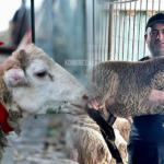 Qurban kəsərkən bu vacib məqamlara əməl edin, yoxsa… – XƏBƏRDARLIQ