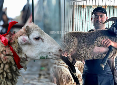 Qurban kəsərkən bu vacib məqamlara əməl edin, yoxsa… – XƏBƏRDARLIQ