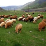Qurbanlıq heyvanı onlayn qaydada almaq mümkündür – VİDEO