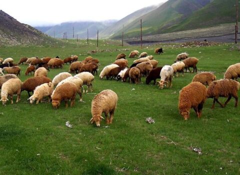 Qurbanlıq heyvanı onlayn qaydada almaq mümkündür – VİDEO