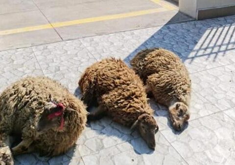 135 ünvanda qurbanlıq heyvanların satışı və kəsimi xidmətləri göstərilir