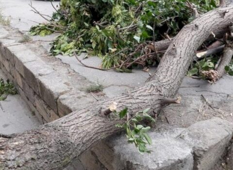 Bakıda güclü külək ağacı qadının üzərinə aşırdı