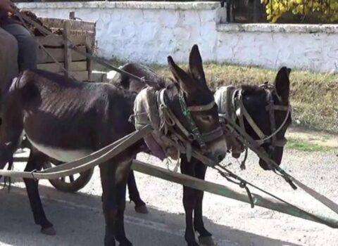 Bakıda zibili eşşək arabası ilə daşıyırlar? – AÇIQLAMA