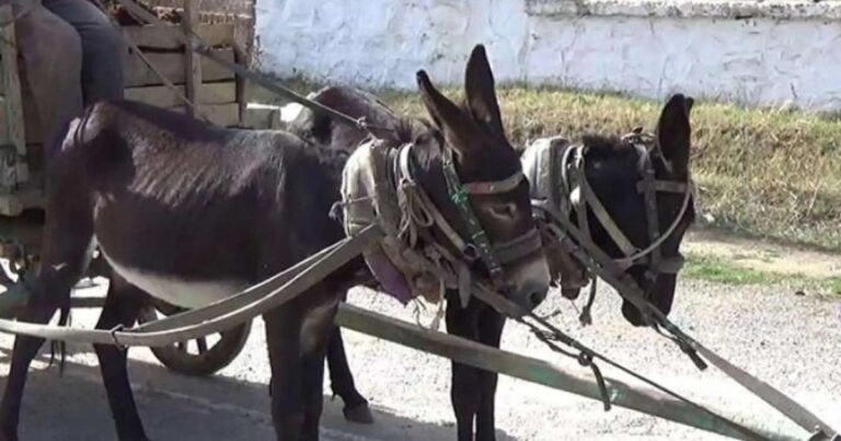 Bakıda zibili eşşək arabası ilə daşıyırlar? – AÇIQLAMA
