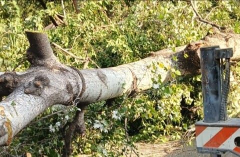Ağac aşdı, yol bağlandı – FOTO