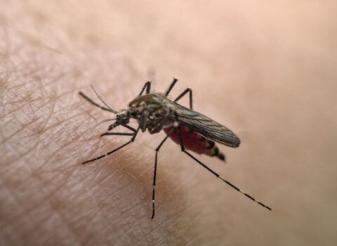 Ağcaqanadlarla yayılan virus Azərbaycana gəlib? – RƏSMİ