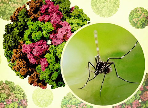 Çində yeni virus qapanmalara səbəb olub: Azərbaycanda yayıla bilərmi? – XƏBƏRDARLIQ