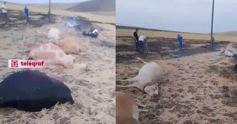 Cəlilabadda 10 iribuynuzlu heyvan tələf oldu – FOTO