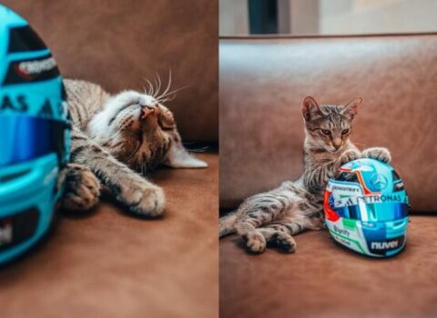 Bakıda küçədə yatan pişik bir günə “dünya ulduzu” oldu – VİDEO – FOTO