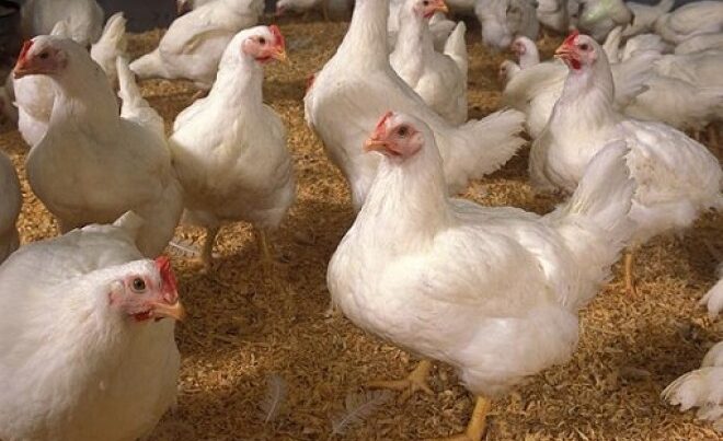 Azərbaycanda broyler toyuqlarının istehlakı məhdudlaşdırılacaq? – SƏBƏB ŞOK EDİR