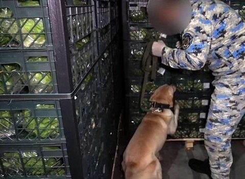 Kahı yükünün içərisindən 29 kq marixuana çıxdı – Video