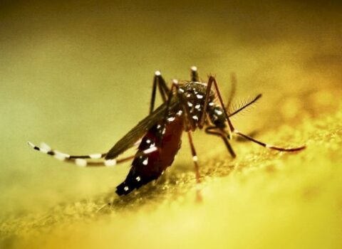 Çində yeni virus YAYILIR