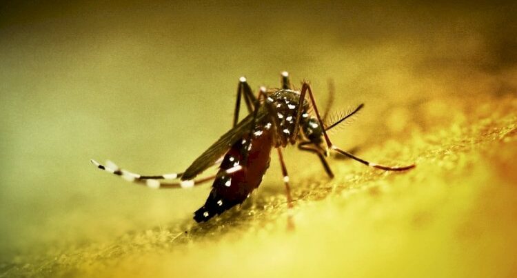 Çində yeni virus YAYILIR
