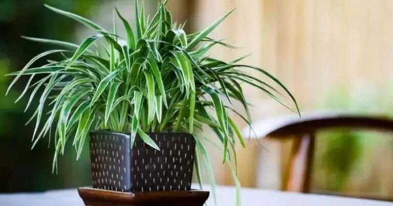 Kif və tozu aradan qaldırır – Bu otaq bitkisi evinizdəki havanı təmizləyəcək Kif və tozu aradan qaldırır – Bu otaq bitkisi evinizdəki havanı təmizləyəcək