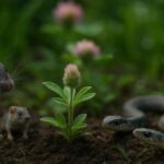 Bağınıza bircə dənə əkin: İlan və siçan yolunu dəyişdirəcək