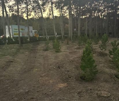 Nərimanovda 20 ədəd iri gövdəli eldar şamı kəsildi, ərazidə tikinti işləri aparılacaq – FOTO