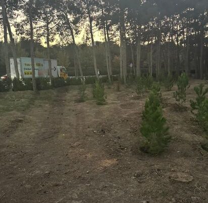 Nərimanovda 20 ədəd iri gövdəli eldar şamı kəsildi, ərazidə tikinti işləri aparılacaq – FOTO