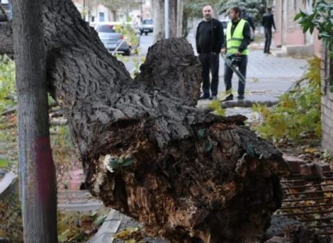 Gəncədə güclü külək iri gövdəli ağacı küçəyə aşırdı – FOTO