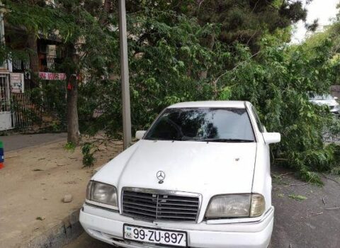 Bakıda 3 nəfərin üzərinə çinar ağacı aşdı