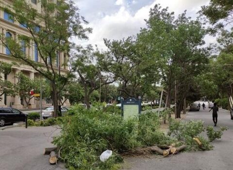 Bakıda külək ağacı aşırdı, maşınlara ziyan dəydi