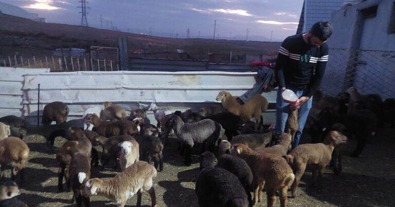 Göygöldə silahlı şəxslər fermadan oğurluq etdilər Göygöldə silahlı şəxslər fermadan oğurluq etdilər